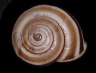 Tabella Chilostoma cingulatum (studer, 1820 )